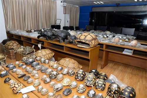 網(wǎng)購(gòu)野生動(dòng)物制品，法不可違——以案說法解析法律風(fēng)險(xiǎn)